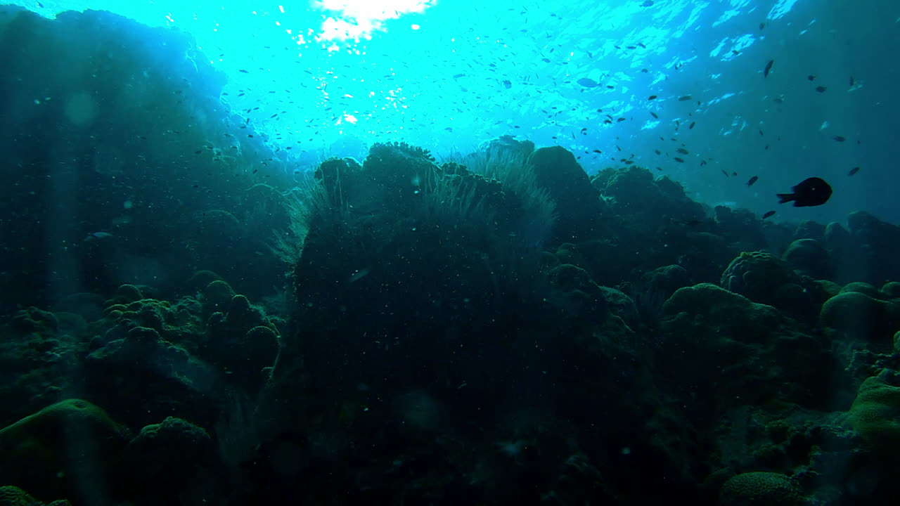 vida debajo de la superficie