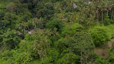 Cerrar-Vista-Aérea-De-Casas-Residenciales-Tropicales-Escondidas-En-La-Densa-Jungla-En-Bali