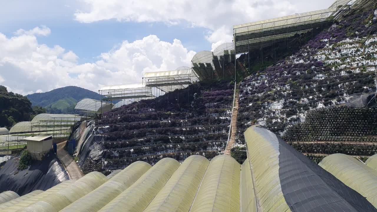 카메론 하이랜드 말레이시아의 아름다운 꽃과 풀