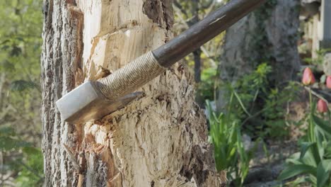 closeup slow motion shot of an axe swung into a tree