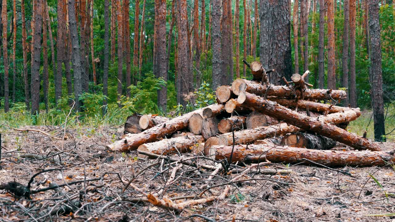 Felled Tree Trunks in the Forest