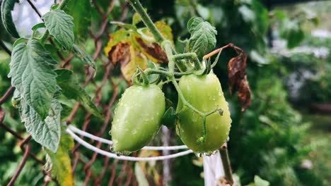 green tomatoes on the vine