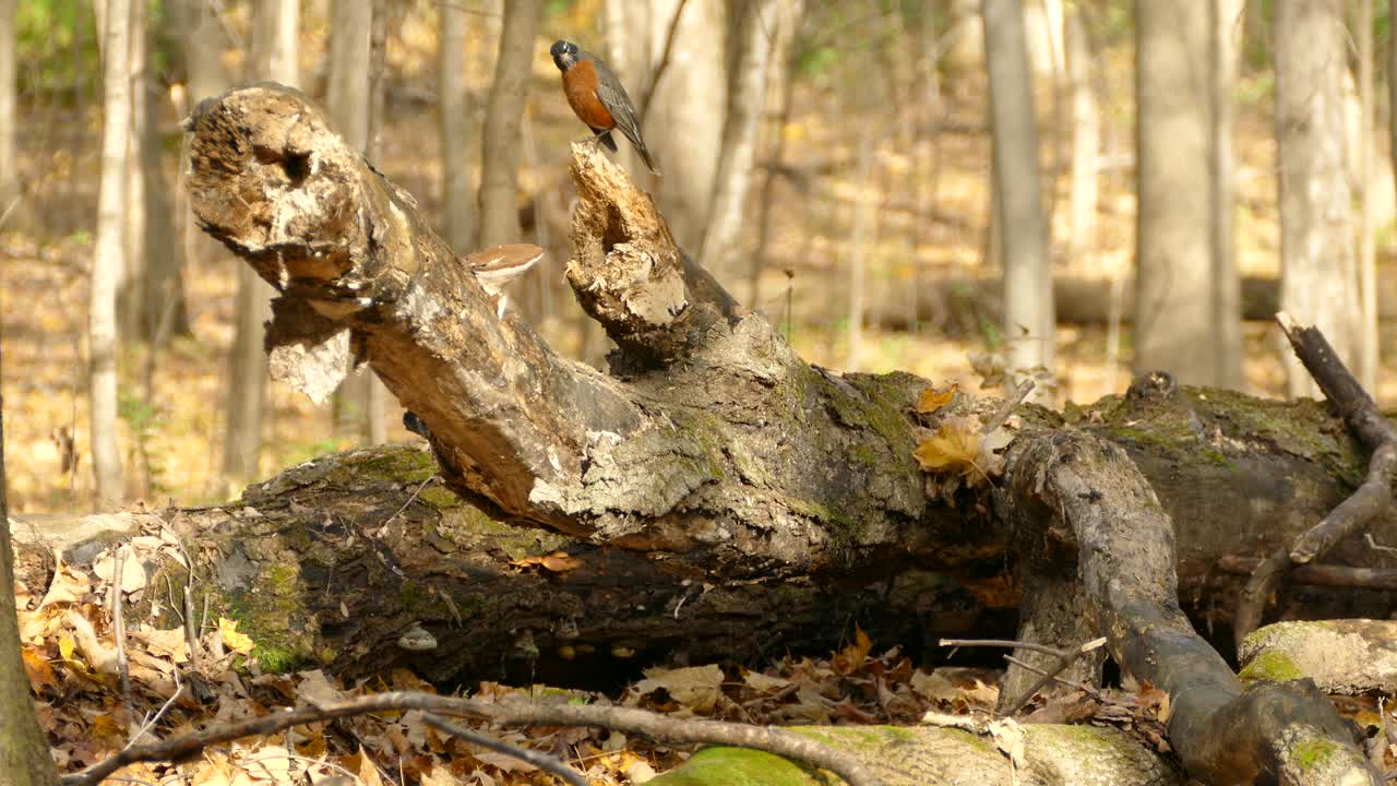 경치를 분석할 수 있는 좋은 위치에 자랑스럽게 서 있는 새