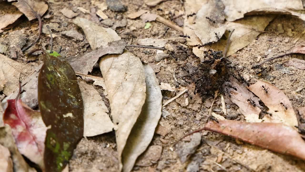 Ants carrying prey in forest