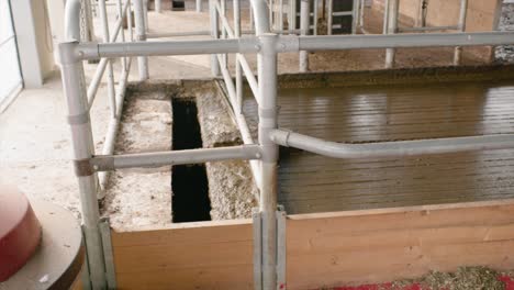 sistema automático de limpieza de estiércol líquido en el establo moderno de vacas