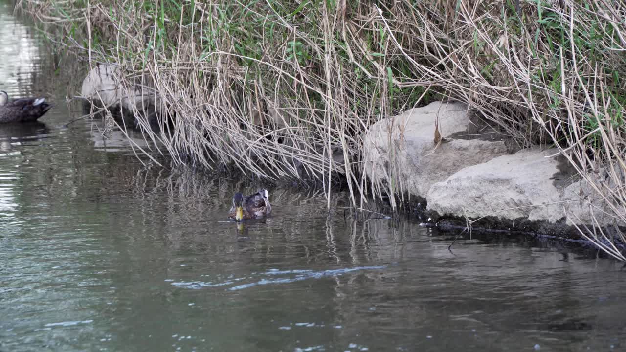 Ducks swim in the lake