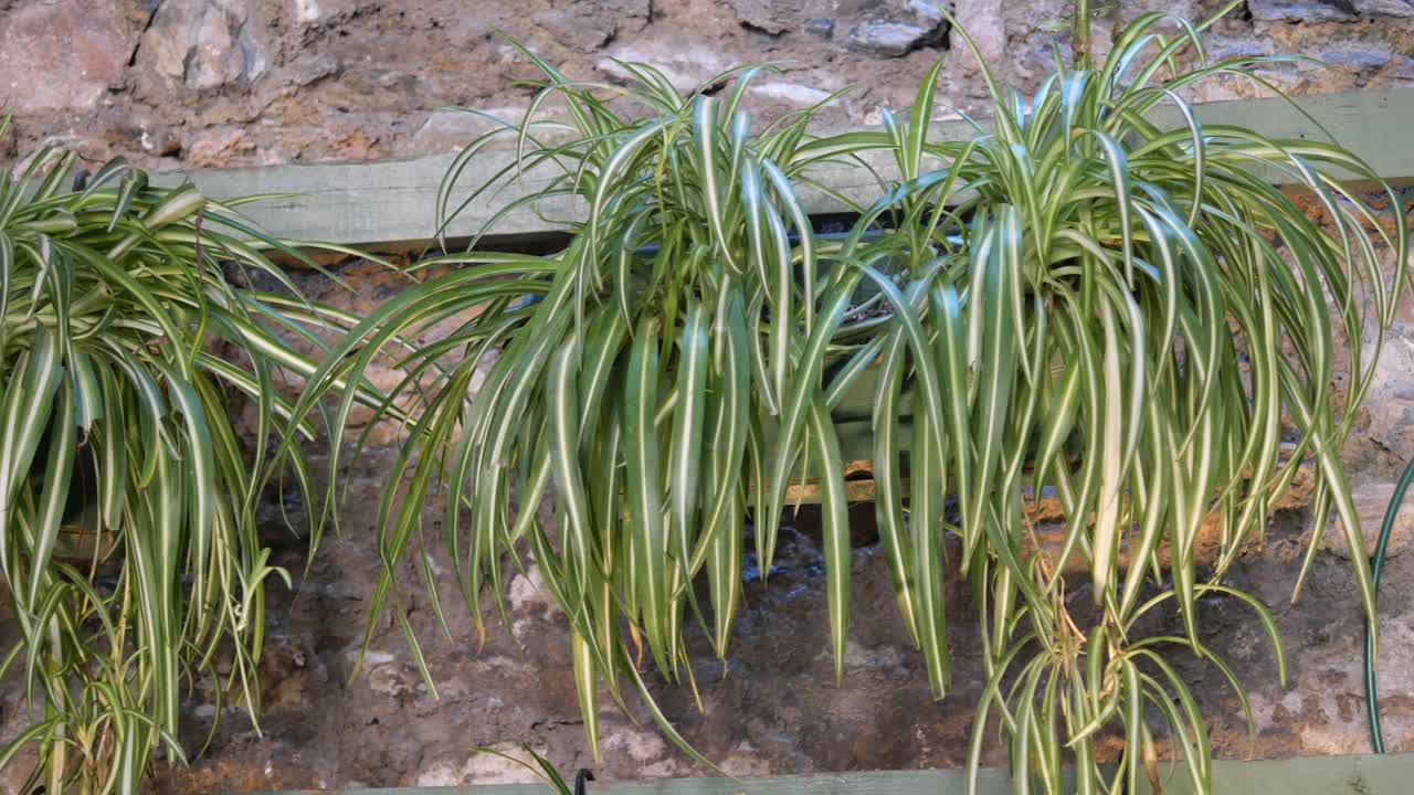 돌 벽 에 매달린 거미 식물