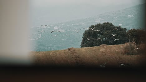 Seagulls-flying-in-slow-motion-3