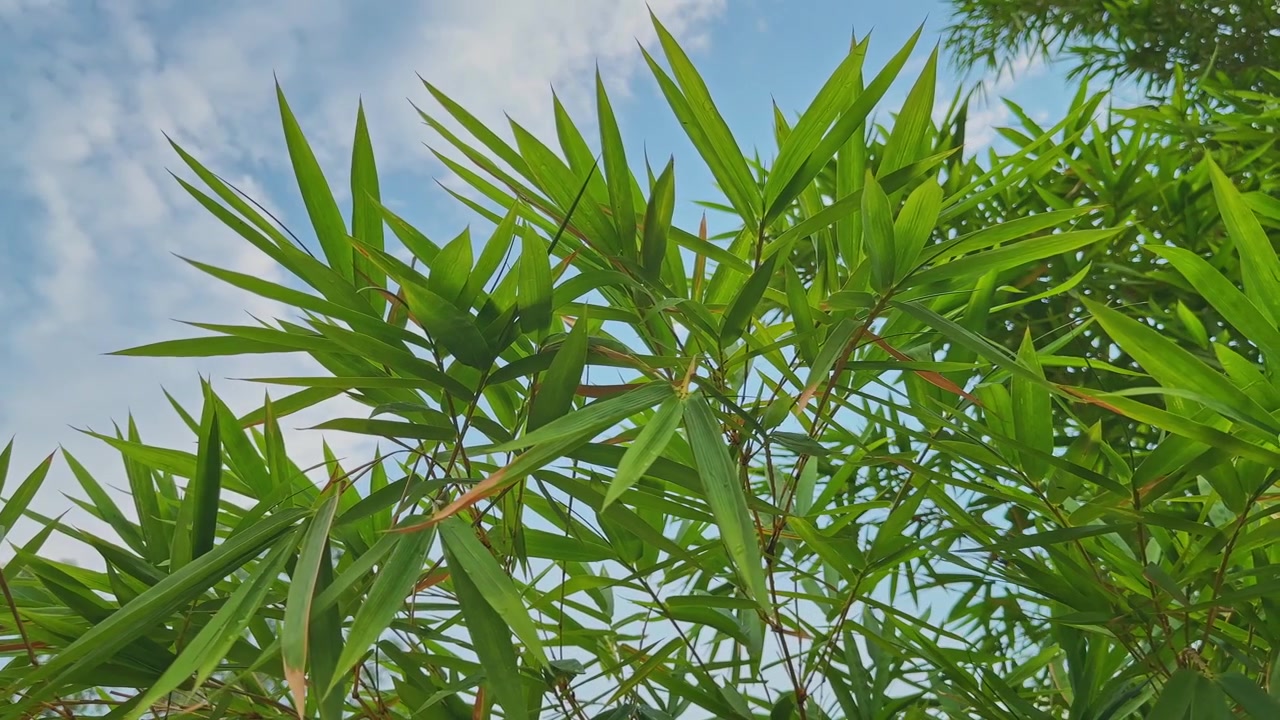 Lenta ripresa in movimento di foglie di bambù verdi che ondeggiano dolcemente contro un cielo azzurro brillante, creando una scena naturale pacifica con fogliame fresco e luce diurna soffusa
