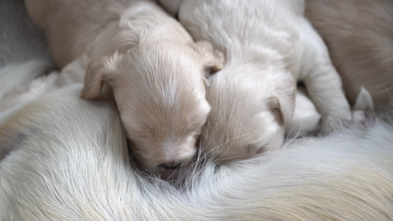 Close-up of a young puppy feeding and suckling on it's mother's milk