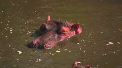 un hipopótamo se sienta hasta el cuello en el agua golpeando su oreja