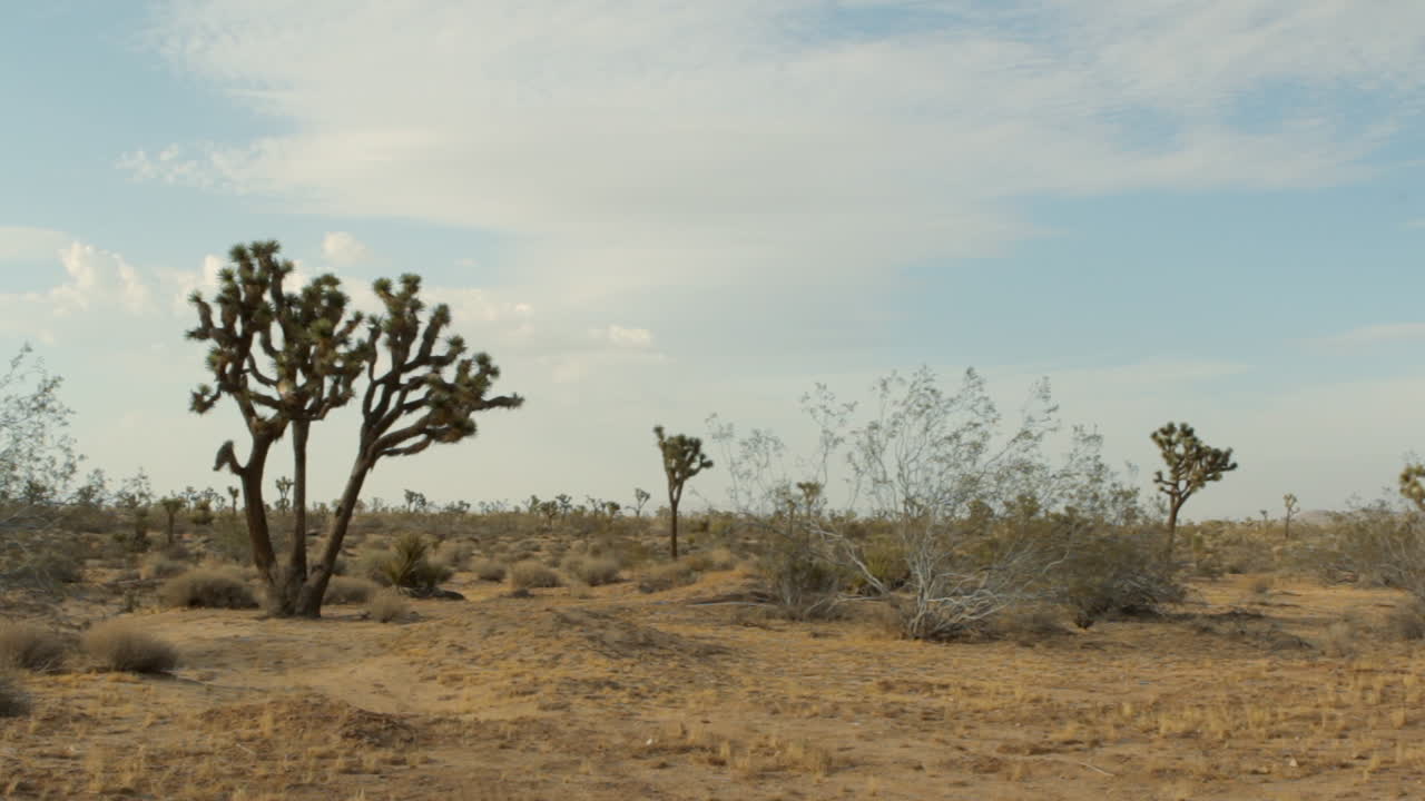 tilt down to desert landscape in the daytime