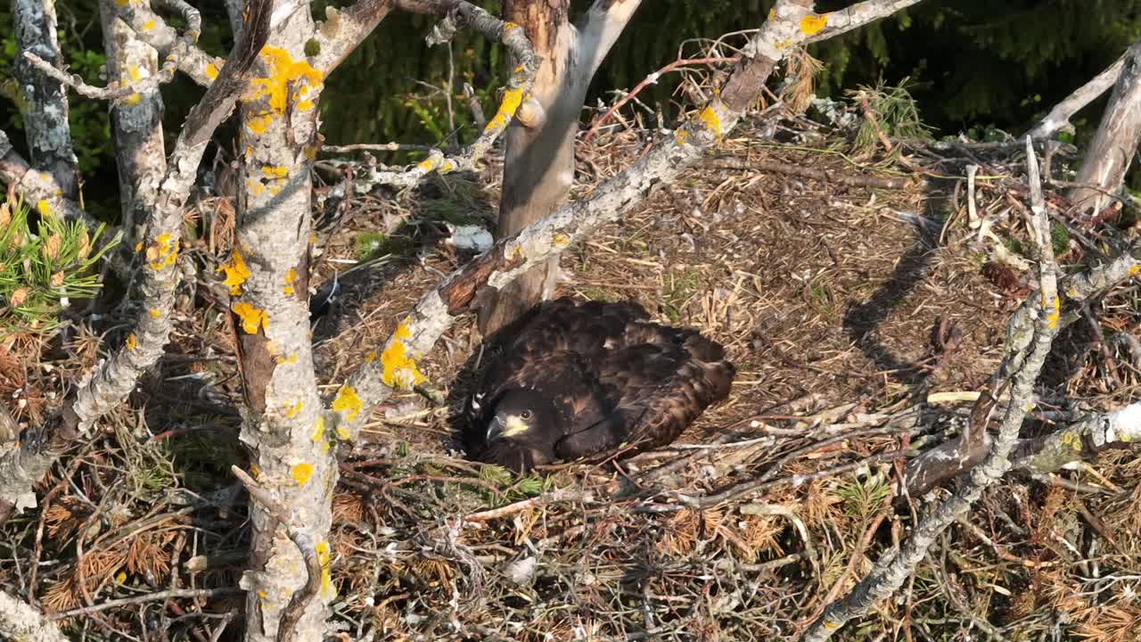 Close-up view of Juvenile White-tailed eagle (Haliaeetus albicilla) on a nest. Estonia.