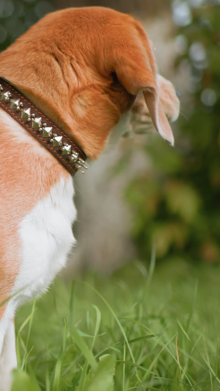 Cane dall'aspetto attento, Beagle scruta i dintorni verdeggianti, Ritratto tranquillo di beagle attento alla luce del sole, Beagle leale osserva pensieroso un vivace paesaggio erboso con un collare luccicante