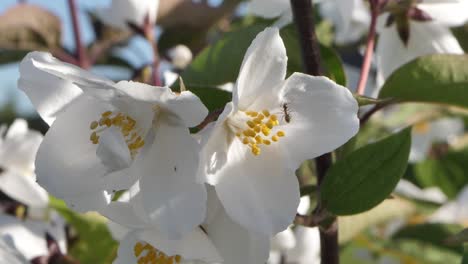 Jazmín-Blanco-Floreciente-Hermosas-Flores-Fragantes