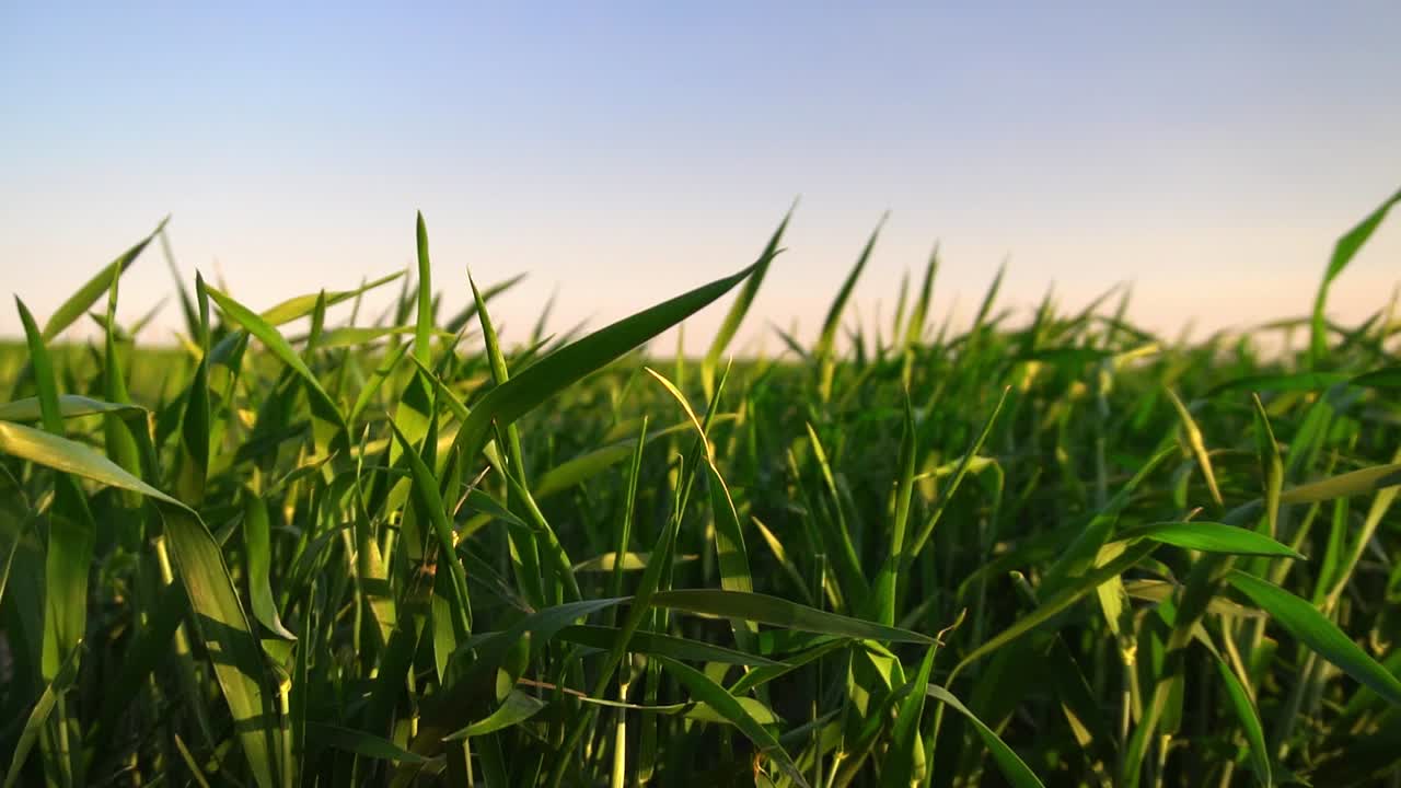 close-up en cámara lenta de trigo verde joven en un campo