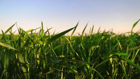 slow-motion closeup of young green wheat in a field