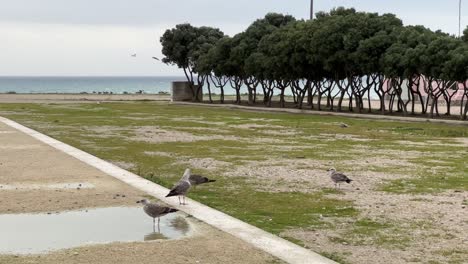 seagull drinking water from a pond with trees shacking with the wind in the back