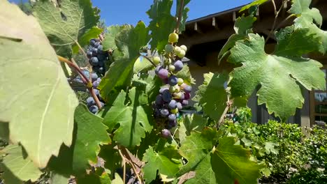 purple grapes growing in a california vineyard