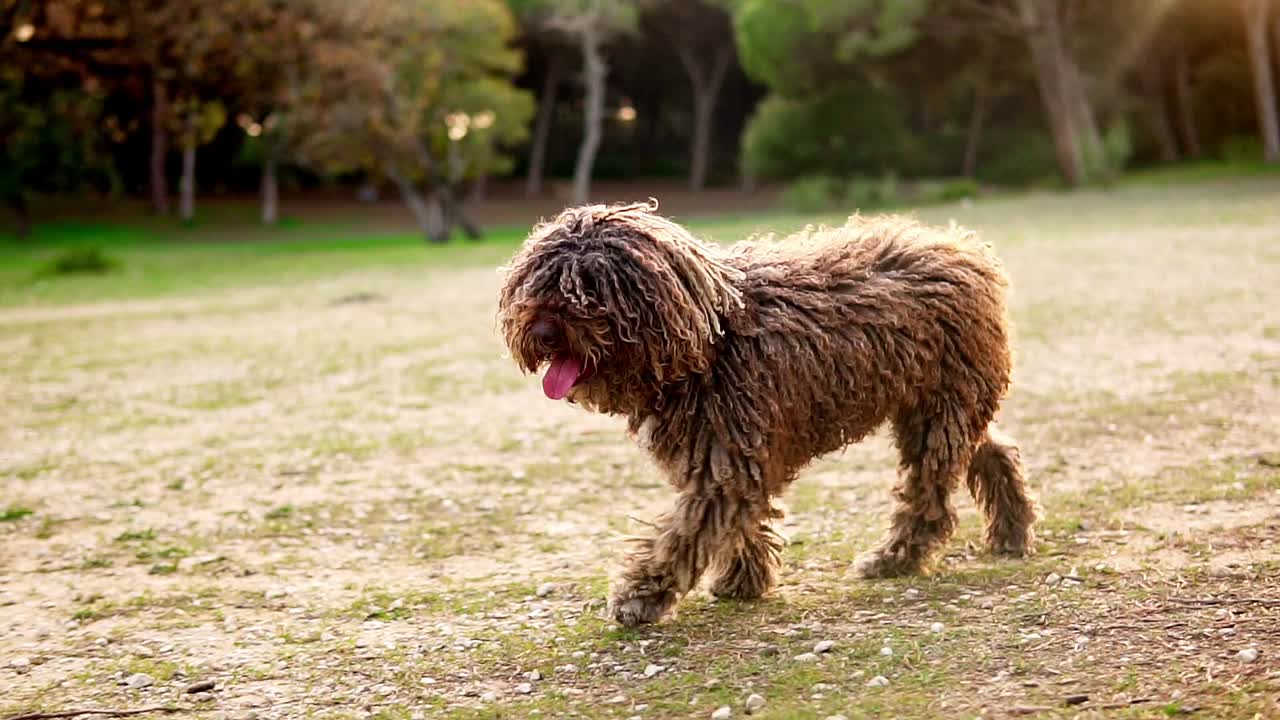 raza de perro de agua marrón lindo caminando en cámara lenta en el campo al atardecer