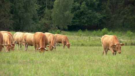 brown cows herd in a green meadow near forest grazing grass, template