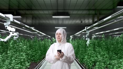 asian marijuana researcher using smartphone and looking around while standing in the marijuana greenhouse with smart robotic farmers