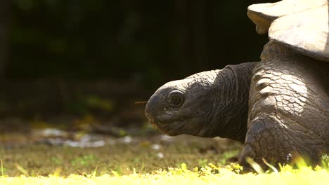 aldabra-riesenschildkröte, die auf pflanzenmaterial auf dem boden weidet