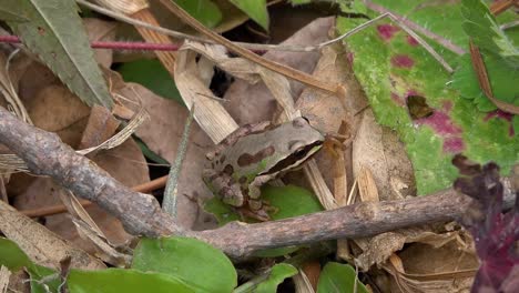 una rana del género hyla en la hierba de tierras mexicanas
