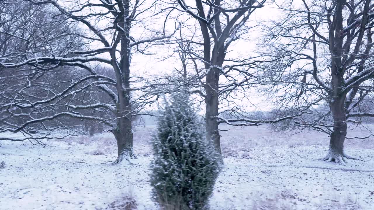 paisaje de bosque nevado de invierno