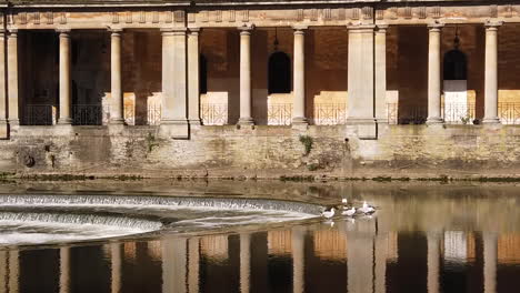 super slow motion shot of seagulls on top of pulteney weir in bath, somerset with bath stone columns in background lit by a warm morning summer’s sun