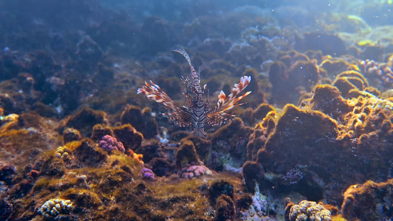 Close up of a Red lionfish swimming near a coral reef