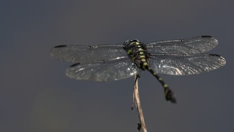 the common flangetail dragonfly is commonly seen in thailand and asia