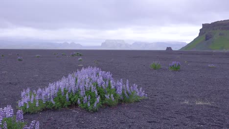 flores de lupino púrpura crecen en un paisaje volcánico en islandia