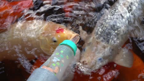 punto de vista de la actividad turística popular, biberón de leche alimentando peces koi orientales, carpa amur, cyprinus rubrofuscus con varios colores y estampados florales en el parque de vida silvestre langkawi, malasia