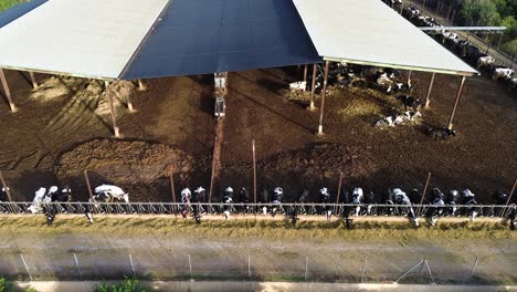 cow animal farm factory production drone aerial view amidst agricultural field