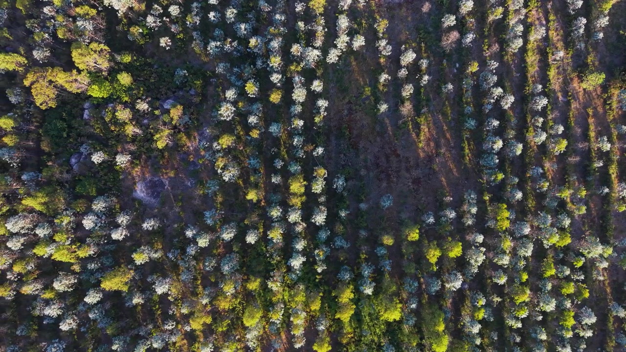 Una vista dall'alto dal punto panoramico di Sopenas mostra un terreno collinare coperto da arbusti bassi e alberi in Galizia, Spagna. Ripresa aerea