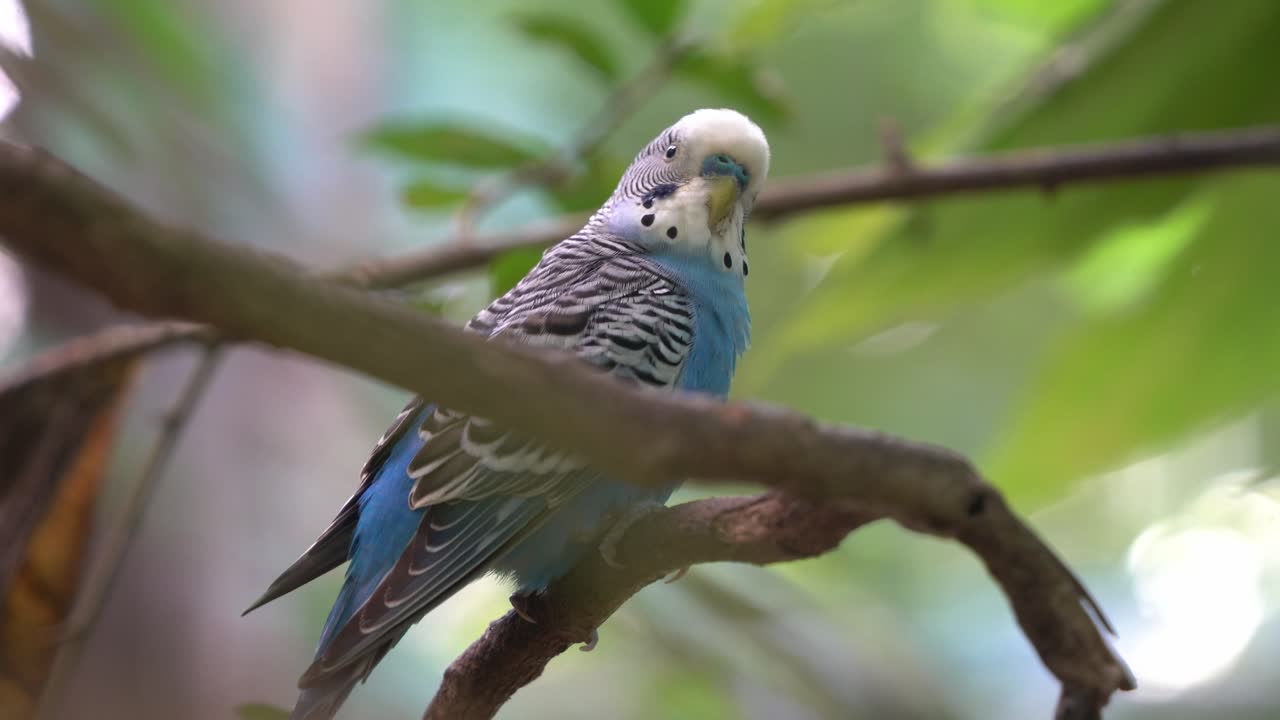 호기심 많은 일반적인 잉꼬, budgerigar, melopsittacus undulatus는 아름다운 녹색 단풍 배경을 가진 나무 가지에 여전히 자리 잡고 있으며, 몽환적인 보케가 클로즈업 샷