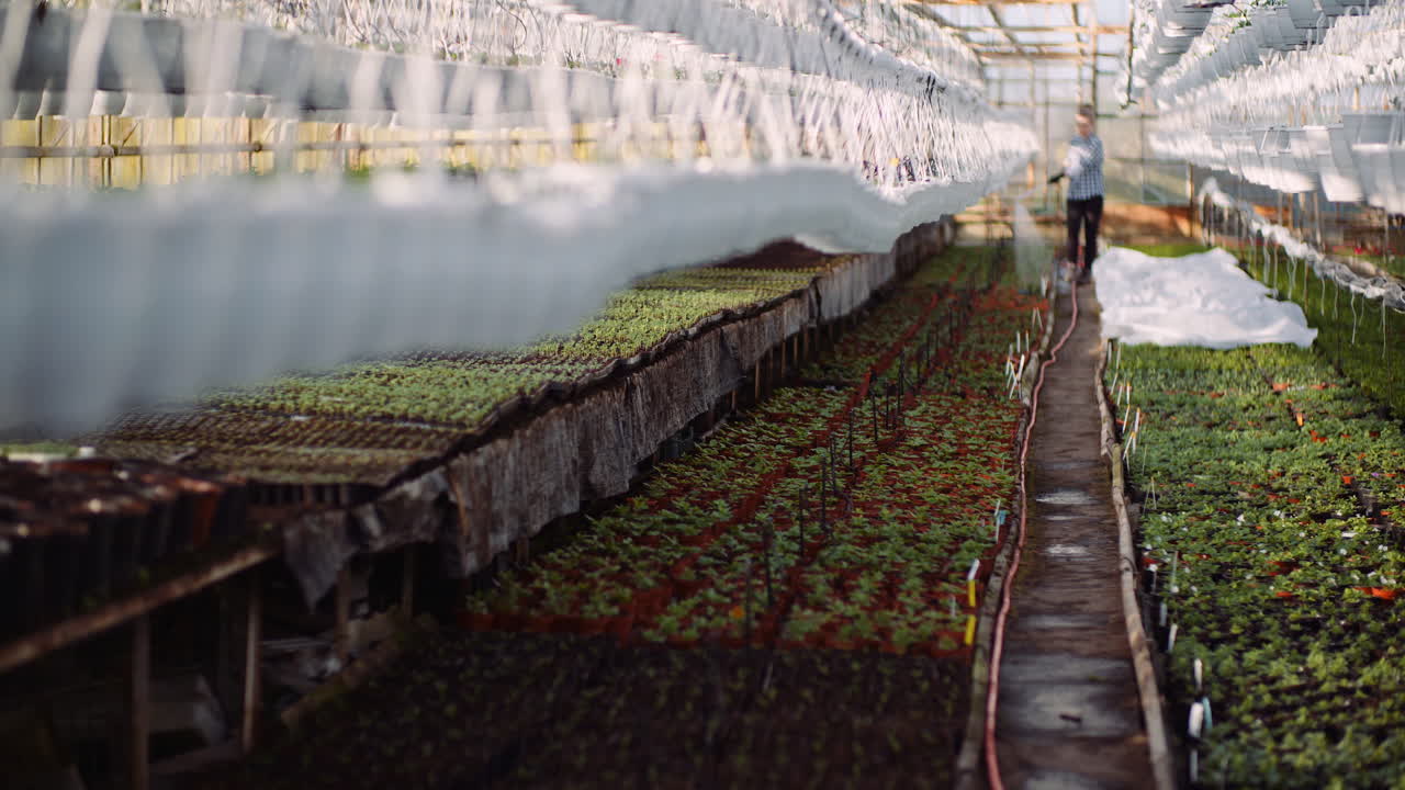 agricultura jardinero regando flores en invernadero 12