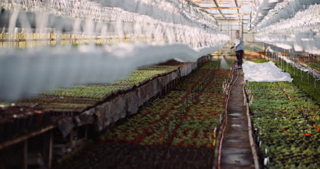 agriculture gardener watering flowers at greenhouse 12