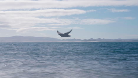 a bird soars over the ocean with distant mountains under a bright blue sky near cape town