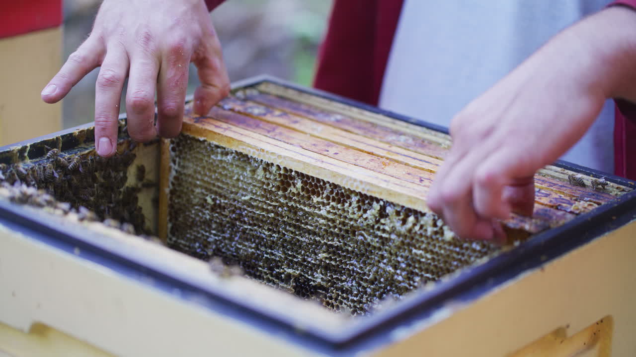 The Beekeeper Places Frames Gently