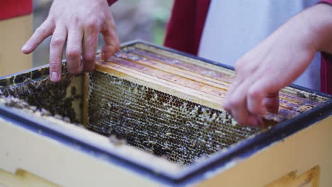 the beekeeper places frames gently