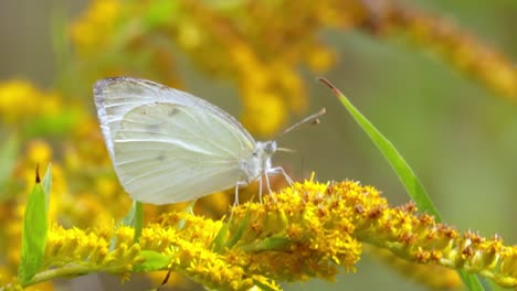 pieris brassicae, the large white butterfly, also called cabbage butterfly. large white is common throughout europe, north africa and asia often in agricultural areas, meadows and parkland.