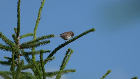 A-song-sparrow-perched-on-an-evergreen-bough-against-a-blue-sky-and-singing-into-the-air