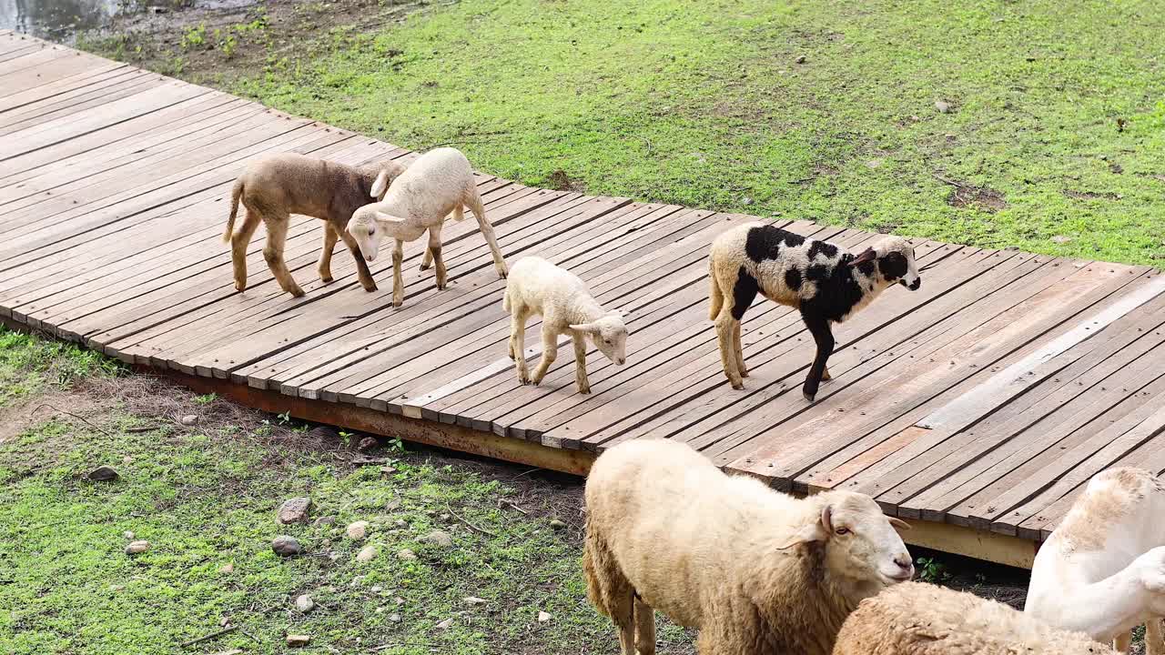 양이 다리를 건너고, 개와 놀이하는 상호 작용