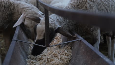 lambs eating hay