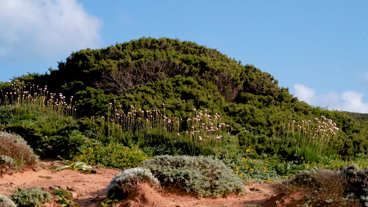 작은 테라스에 관목 초목과 작은 야생화