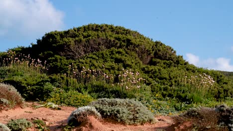 Vegetación-Arbustiva-Y-Pequeñas-Flores-Silvestres-En-Una-Pequeña-Terraza