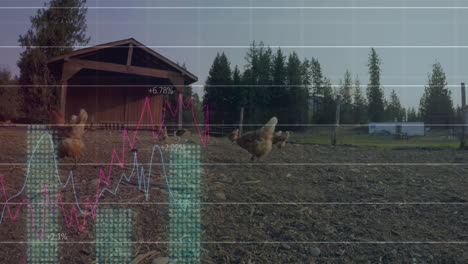 graph and data analysis animation over chickens roaming near coop in rural area