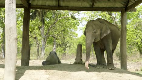 baby elephant with the mother in the farm of national park chitwan, nepal.